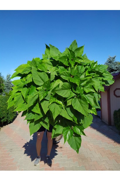 Катальпа кулеподібна Нана - вис.2,5-2,7м/штамб 2,2-2,3м/обх.стовбура10-12см/Øкрони50-60см